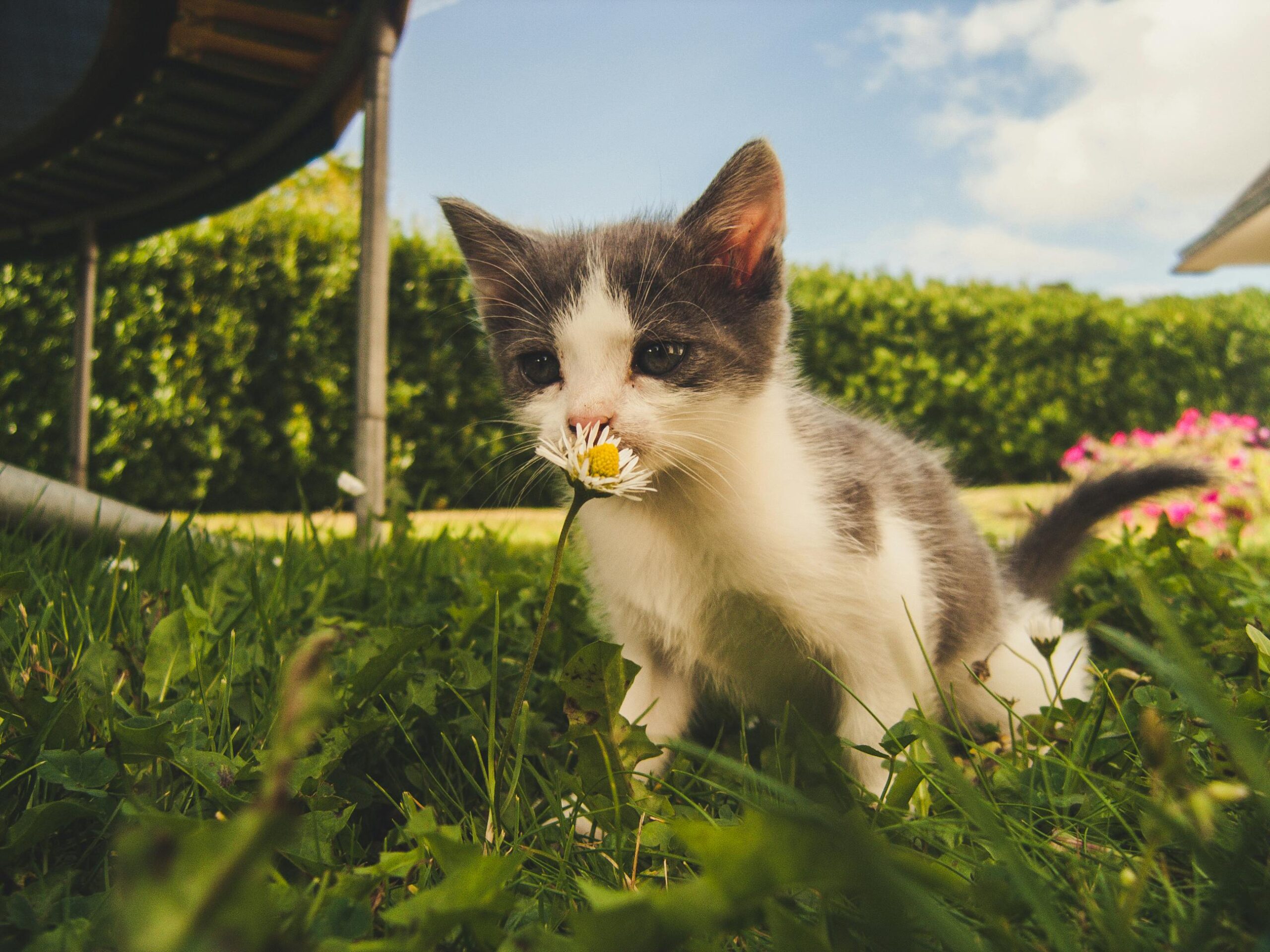 Kedi Irkı