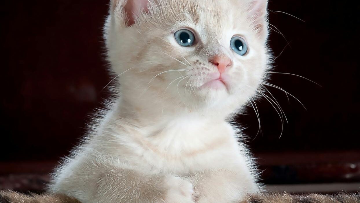 En Sevimli 12 Kedi Irkı