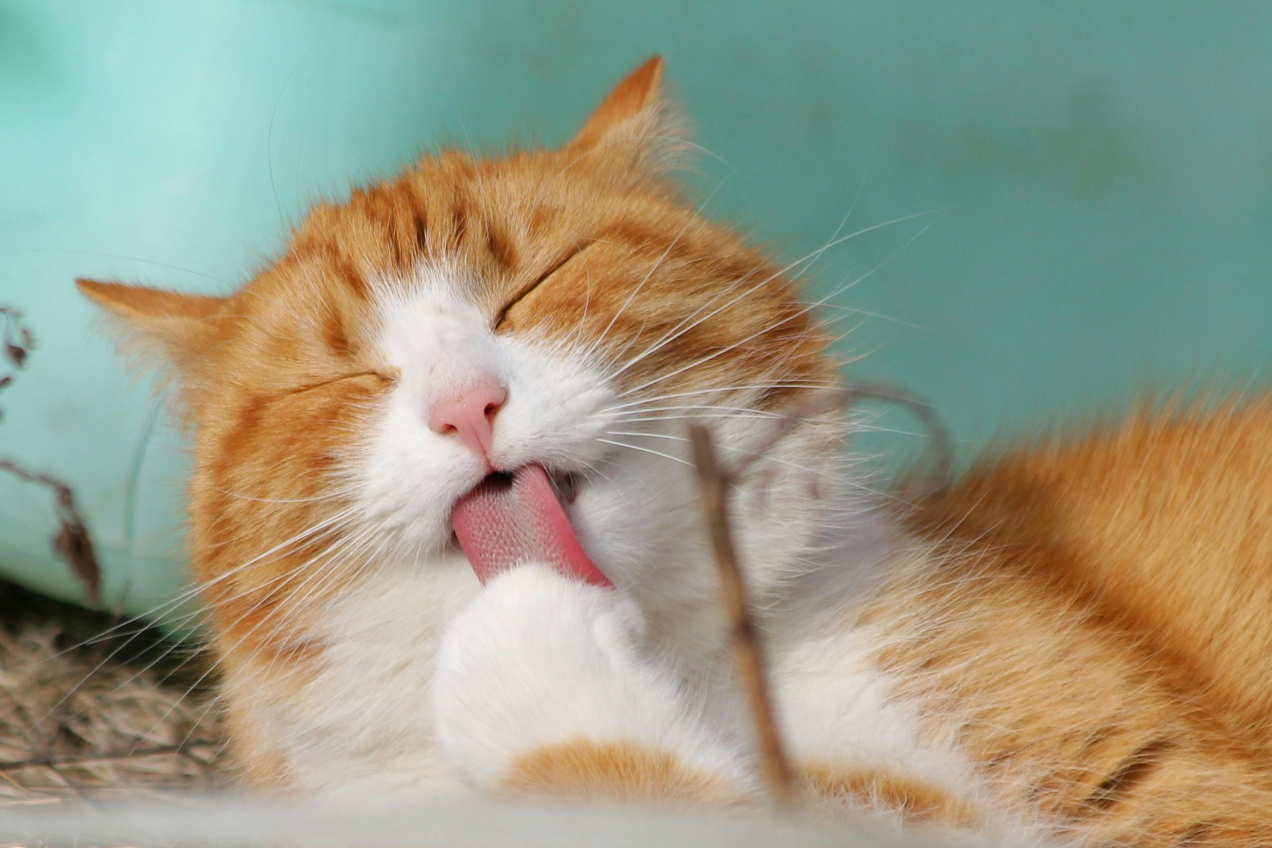 Kedi Irkı