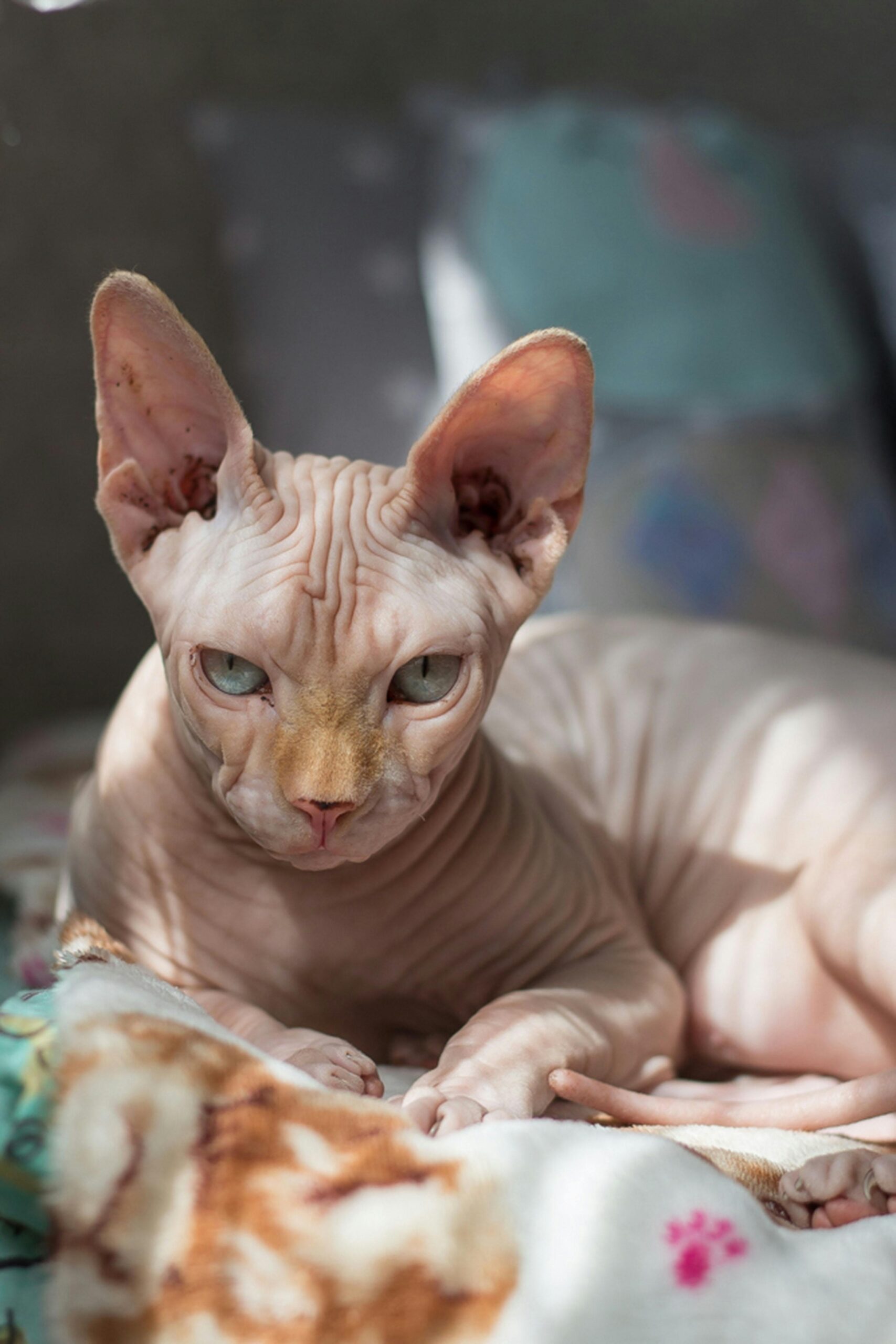 Kedi Irkı