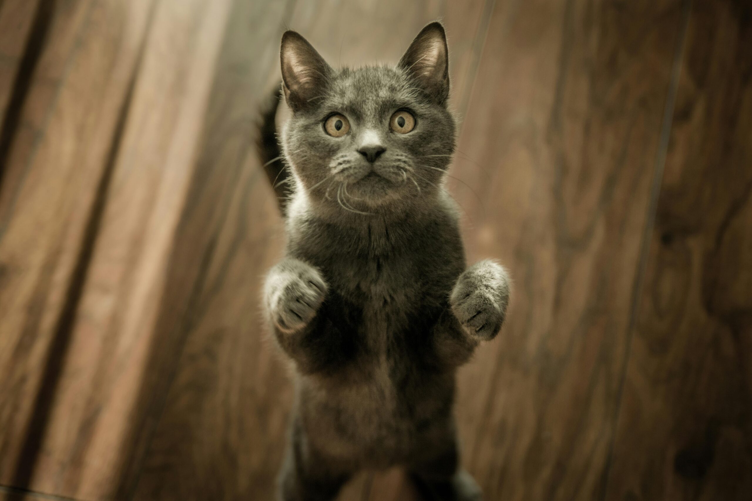 Kedi Irkı