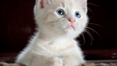 En Sevimli 12 Kedi Irkı