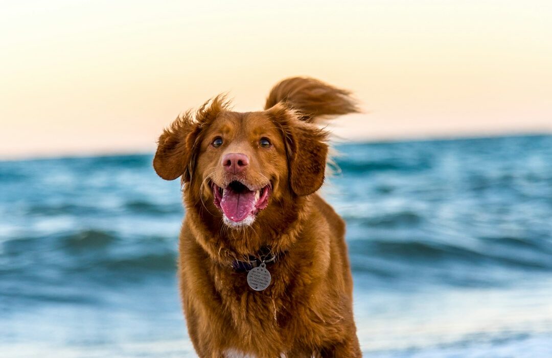 En Sevimli 20 Köpek Irkı