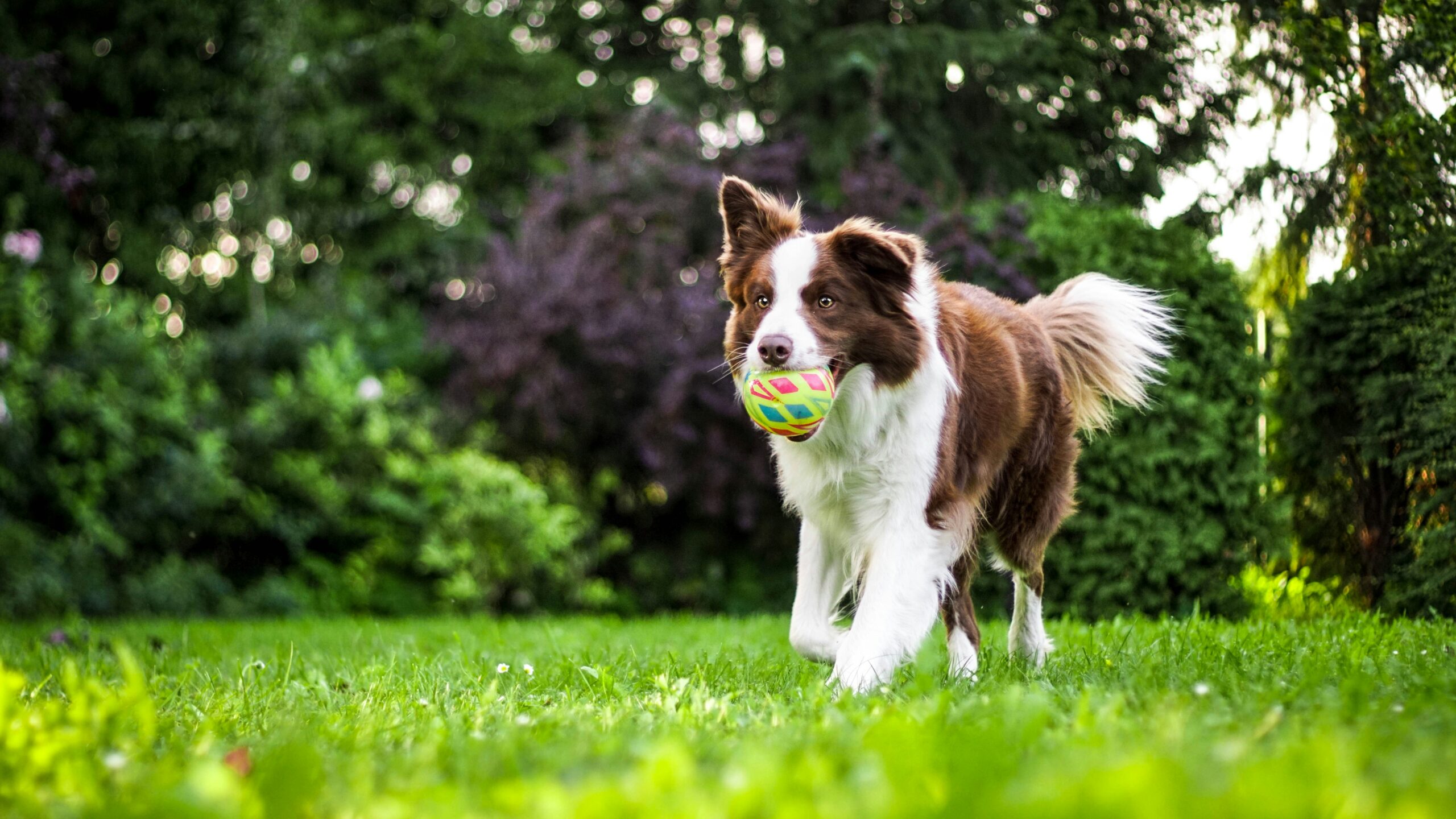 Köpek Irkı