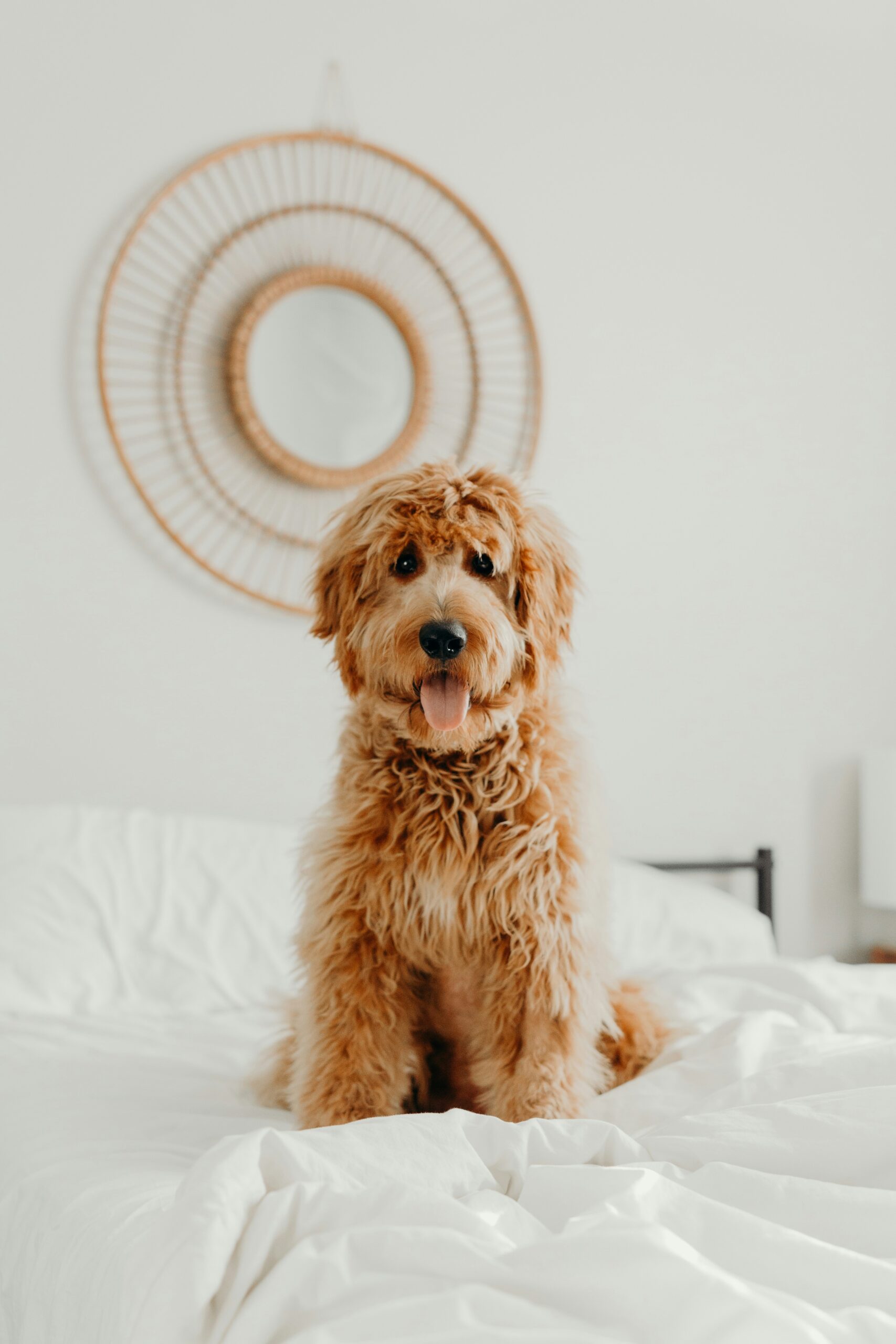 Köpek Irkı