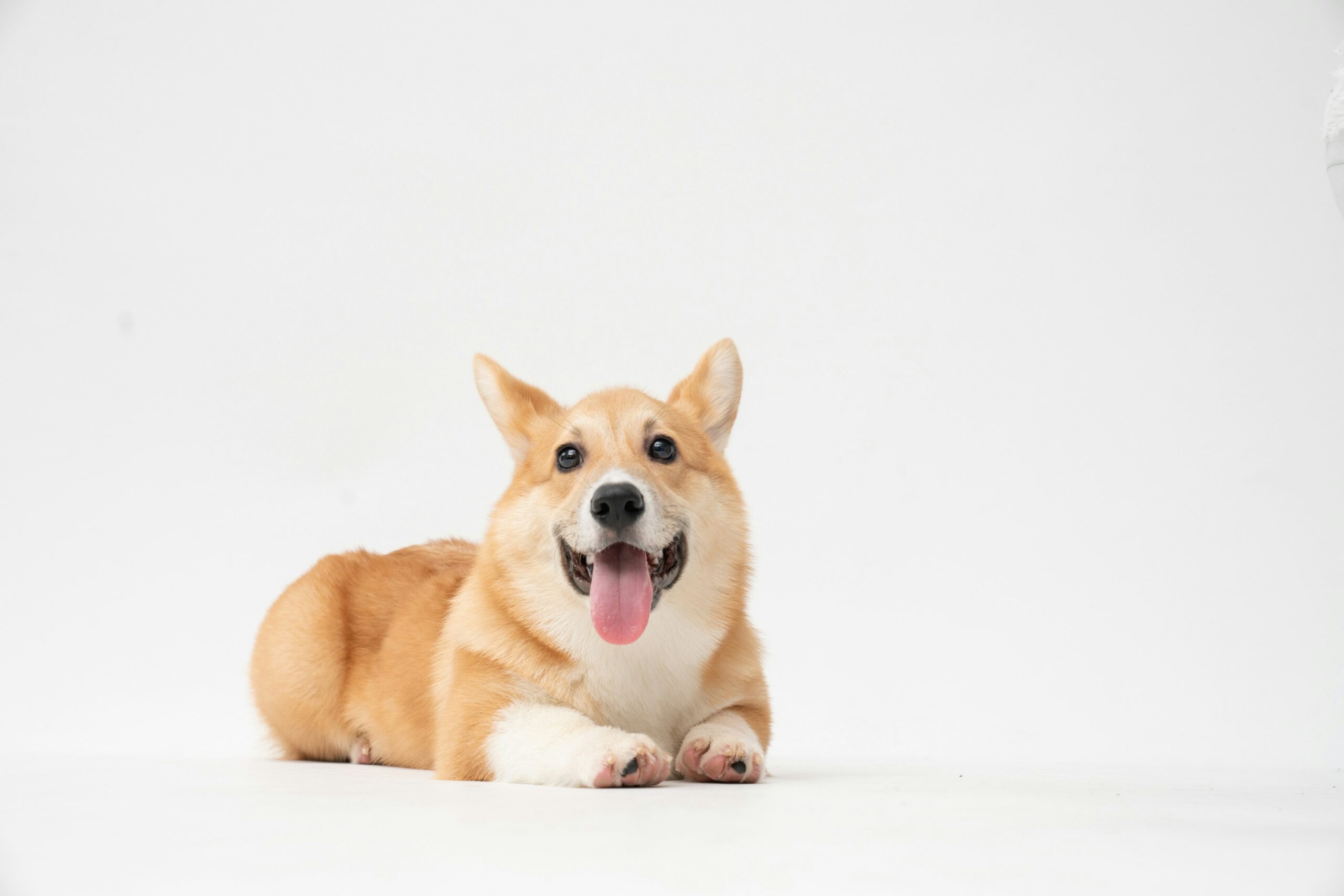 Köpek Irkı