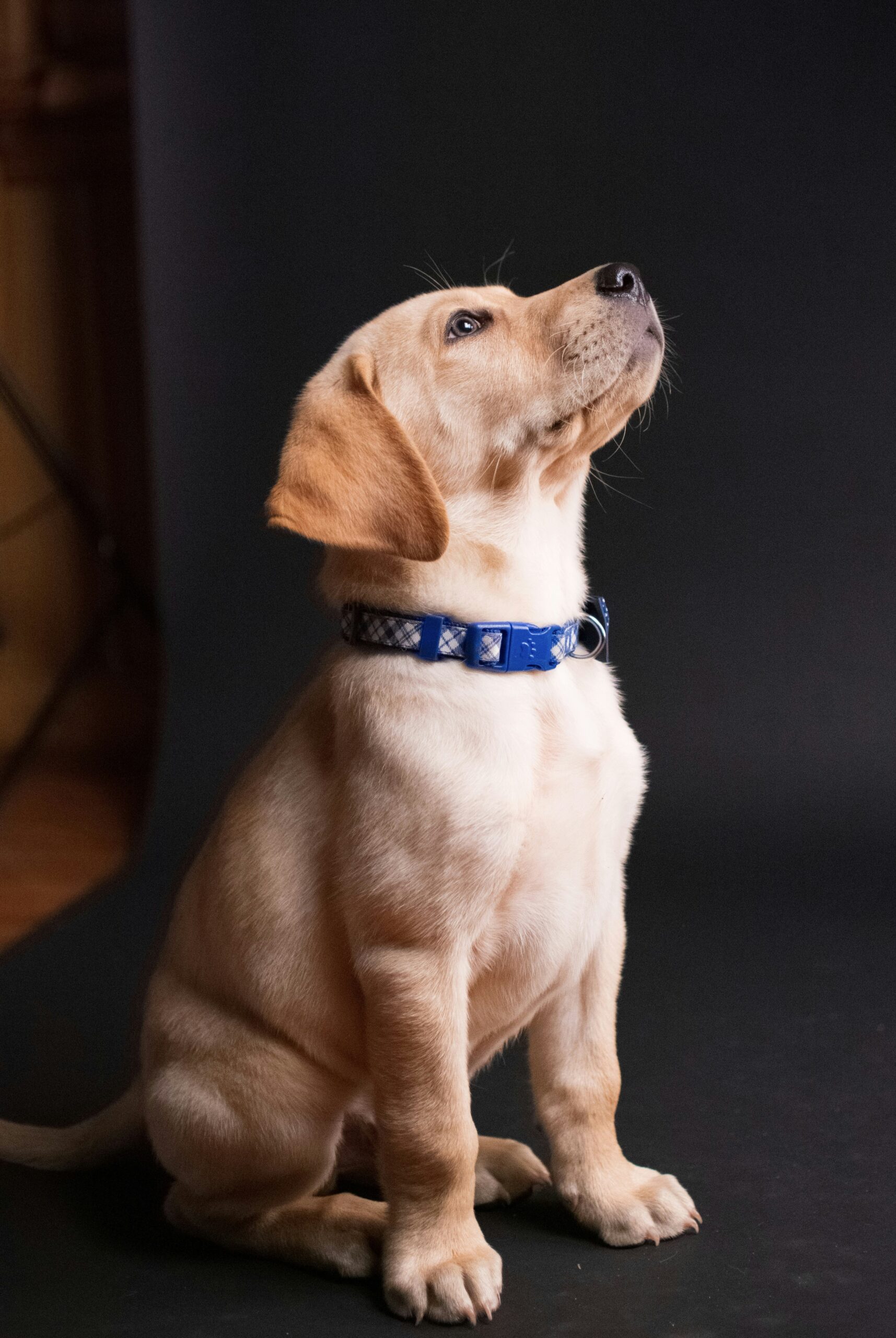 Köpek Irkı