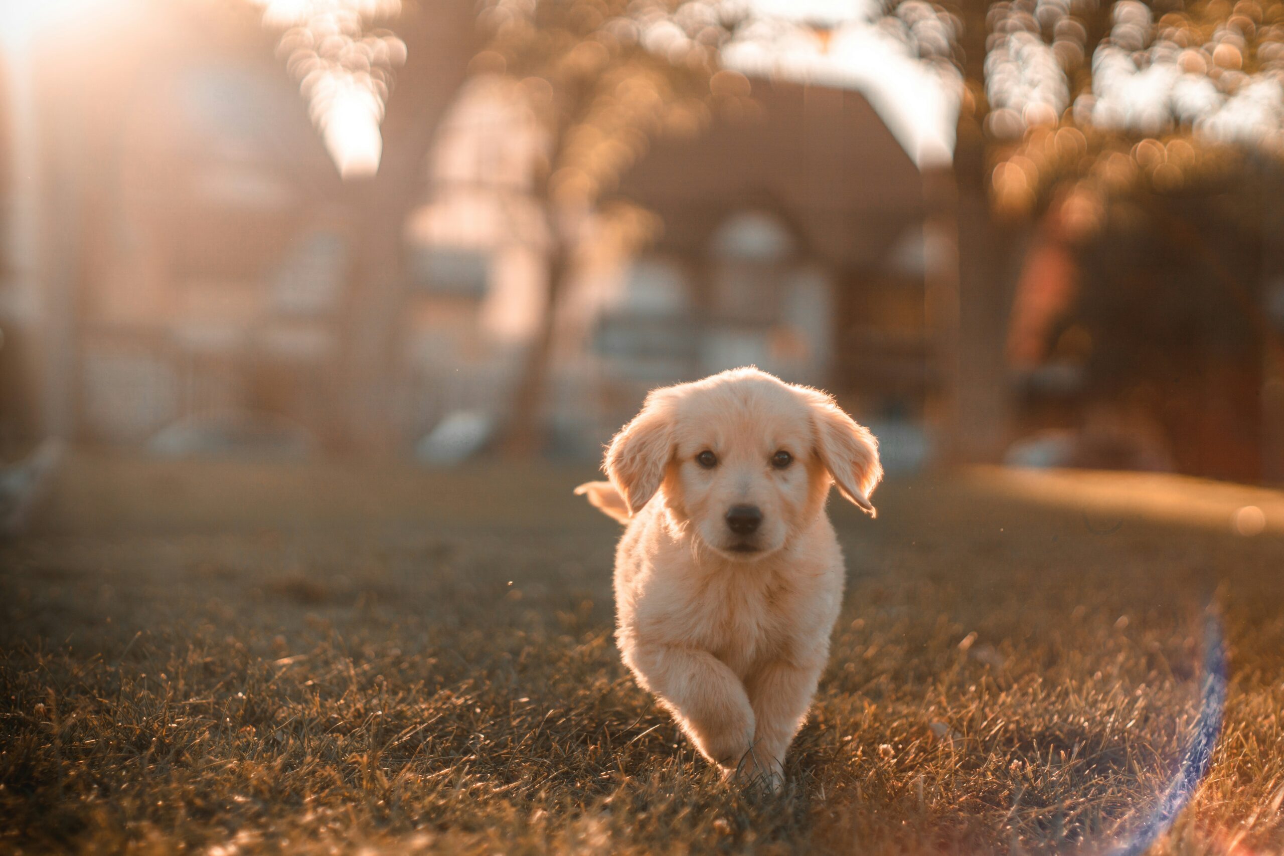 Köpek Irkı