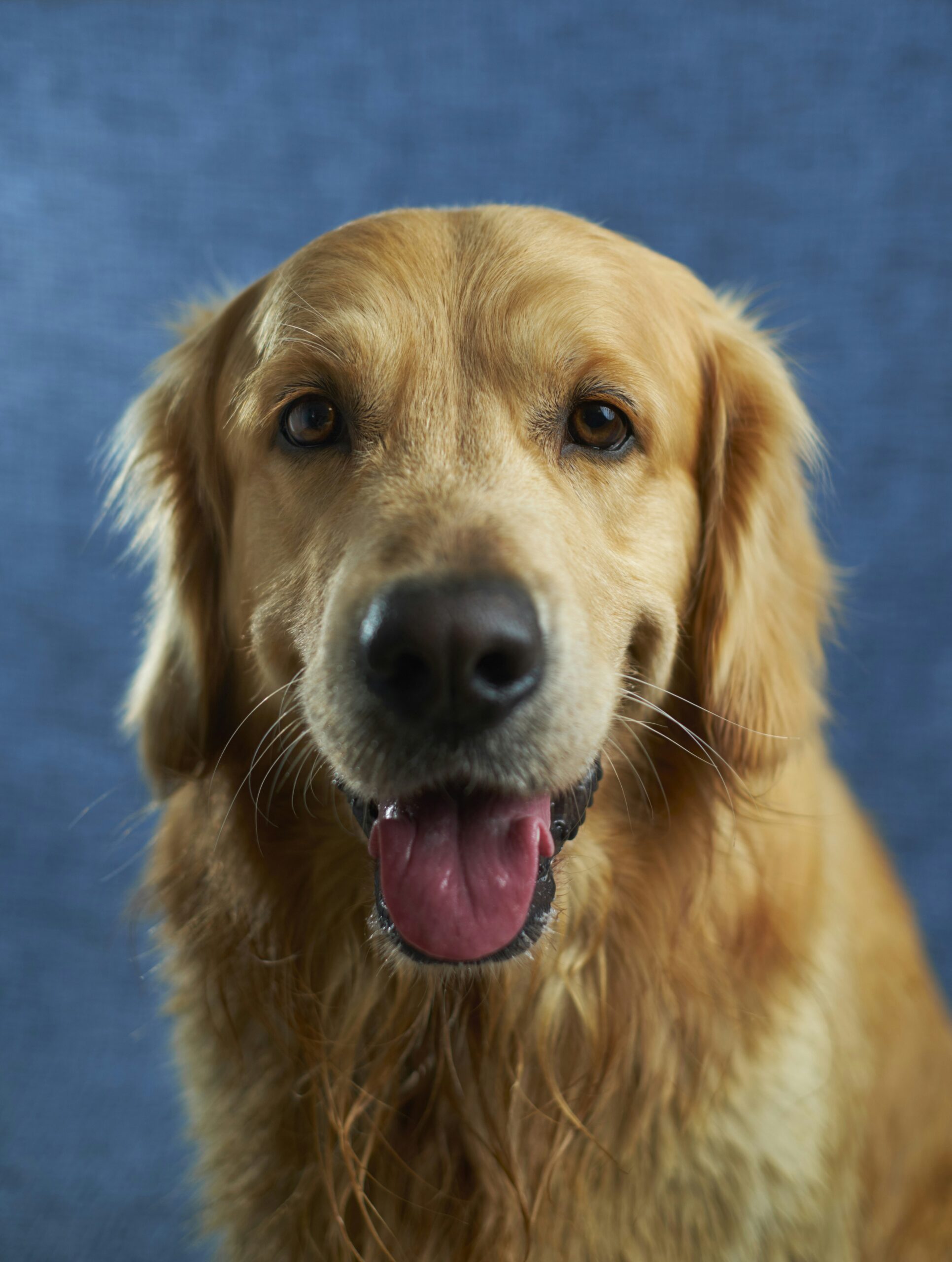 Köpek Irkı