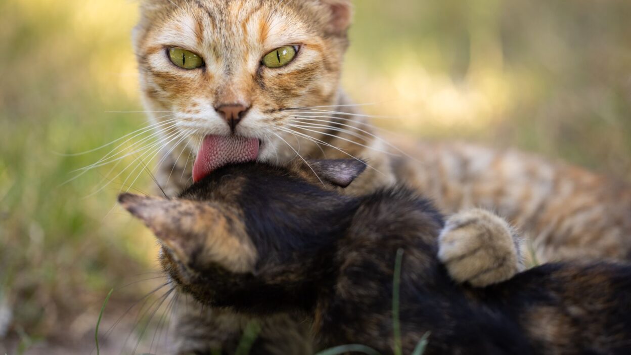 cat birth 9880901