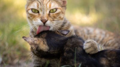 cat birth 9880901