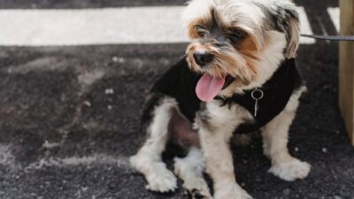 dog breath 5732518