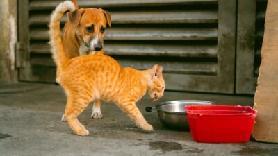 introducing pets 20849770