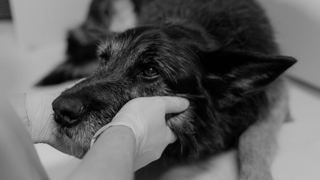 pet first aid 6234635