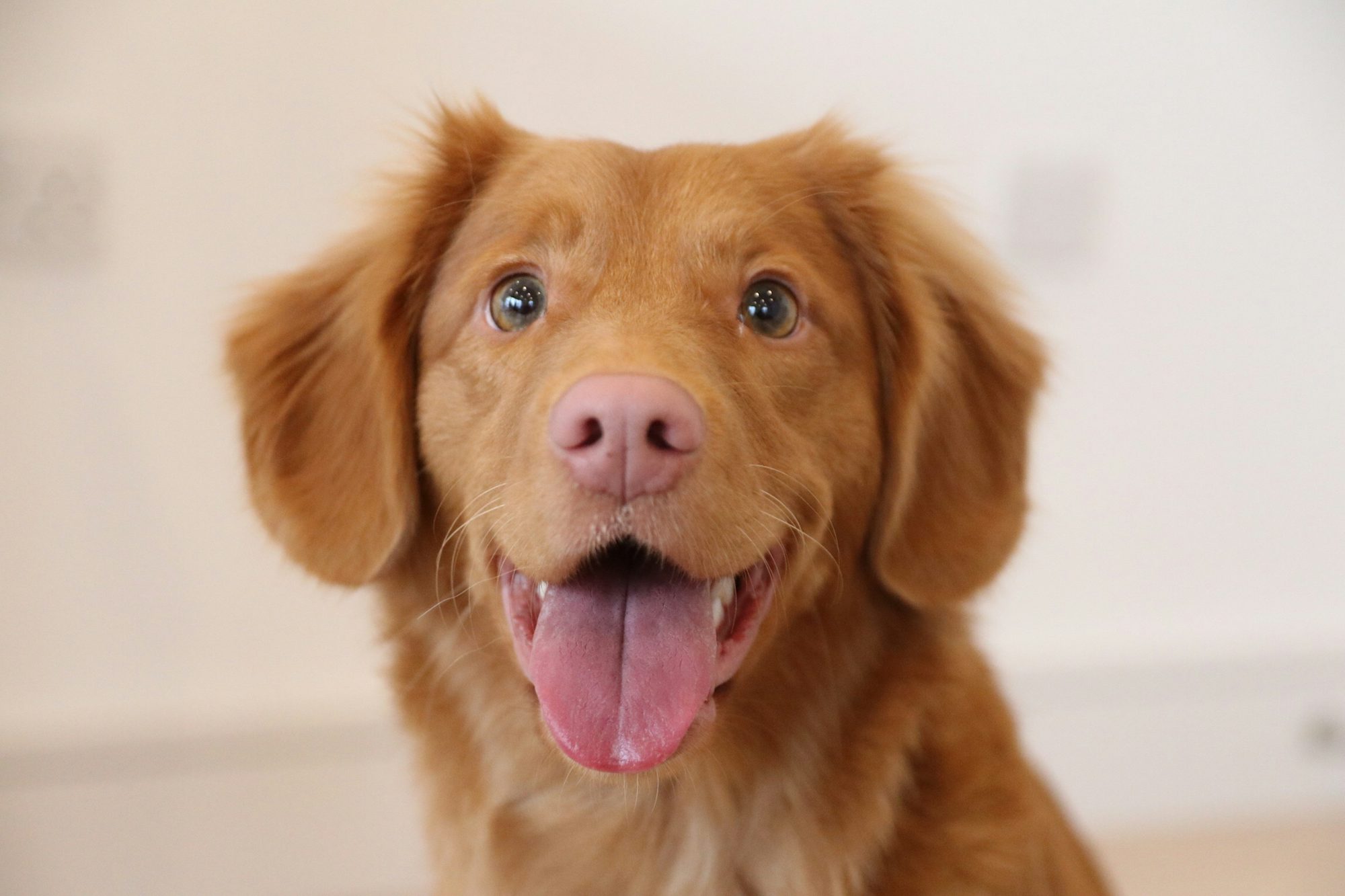 Veterinere Gitmek İçin Hasta Olmayı Beklemeyin