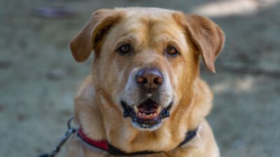 senior pet health 37162574