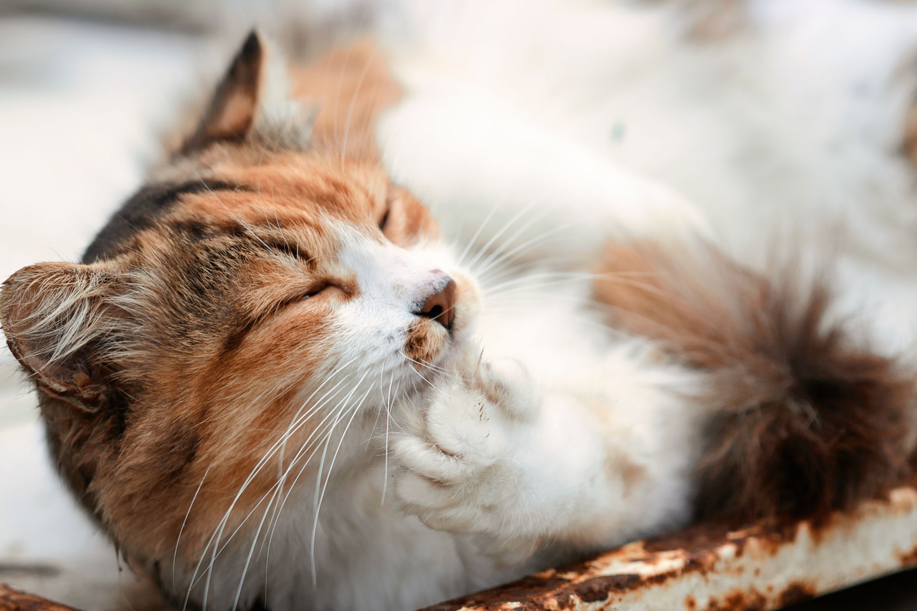 Kedi Tüy Bakımı ve Tarama Önerileri