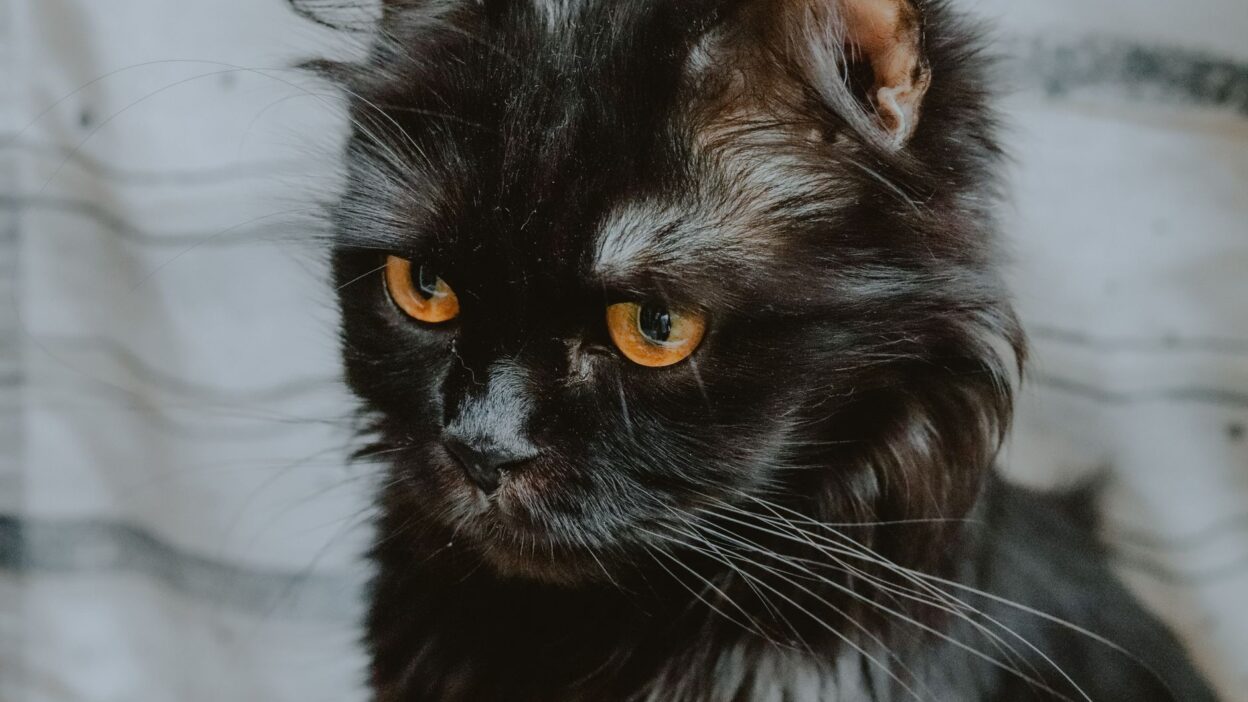 cat grooming 8549667