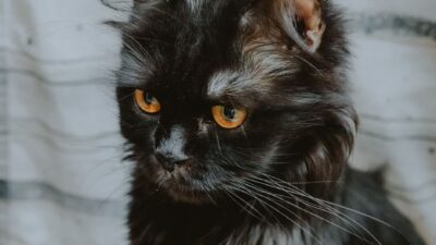 cat grooming 8549667