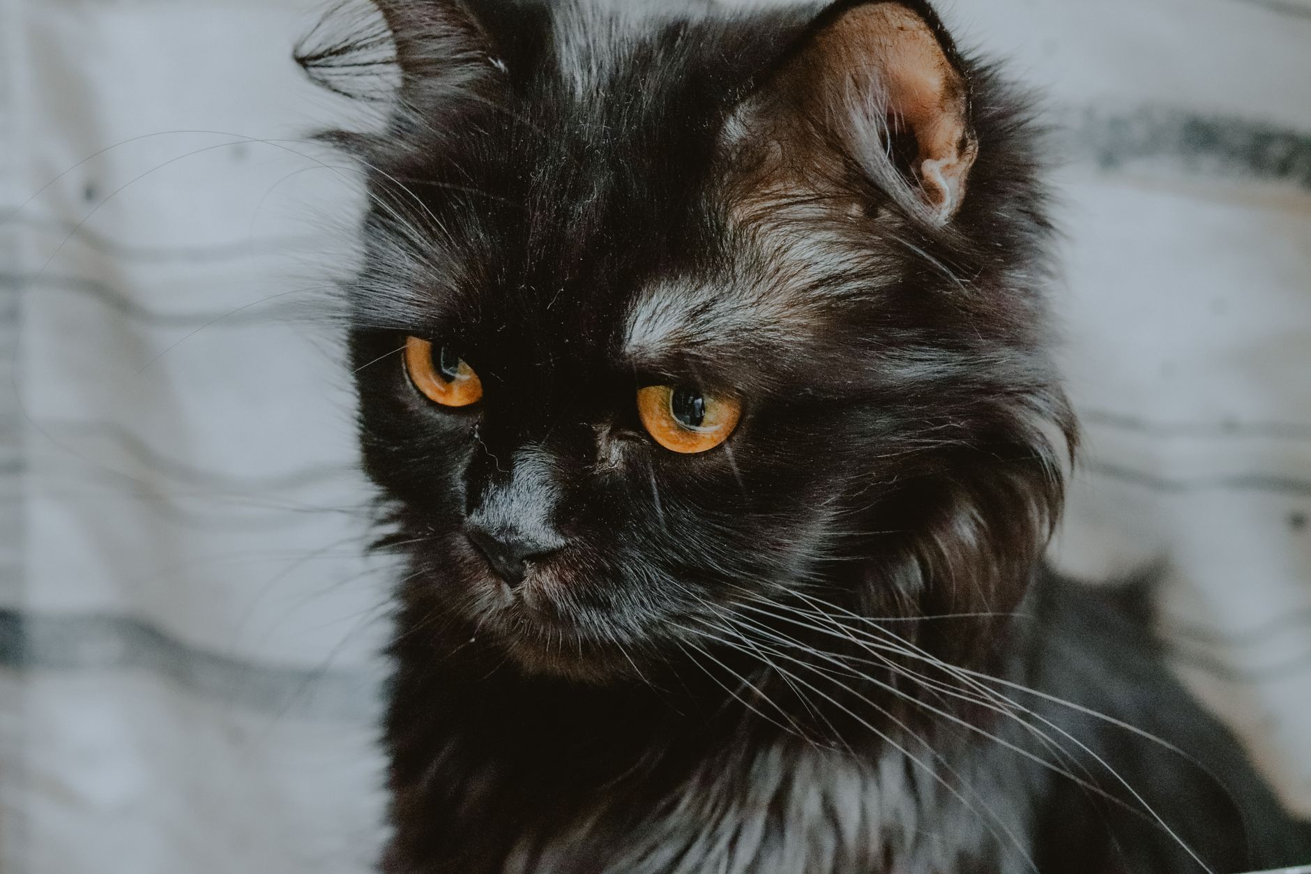 Kedi Tüy Bakımı ve Tarama Önerileri