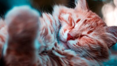cat pain signs 3172822