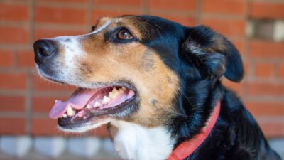 choking dog 17628647