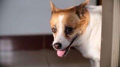 dog eye discharge 15491244