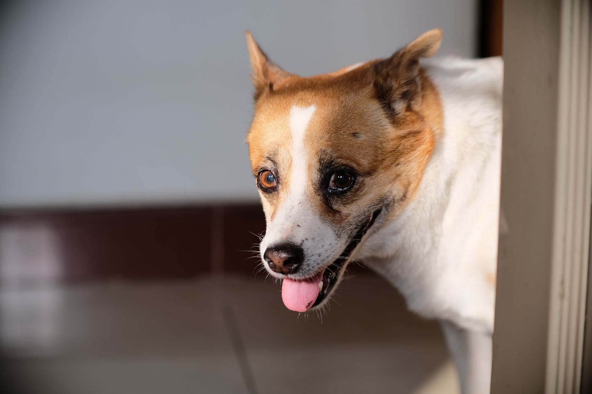 Köpek ve Kedilerde Göz Akıntısı Neden Olur?