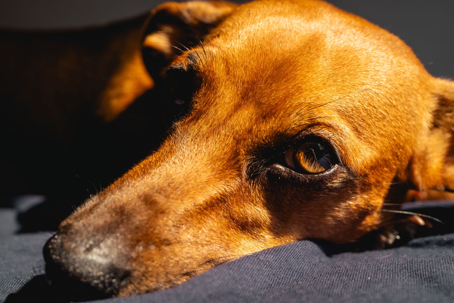 Köpek ve Kedilerde Göz Akıntısı Neden Olur?