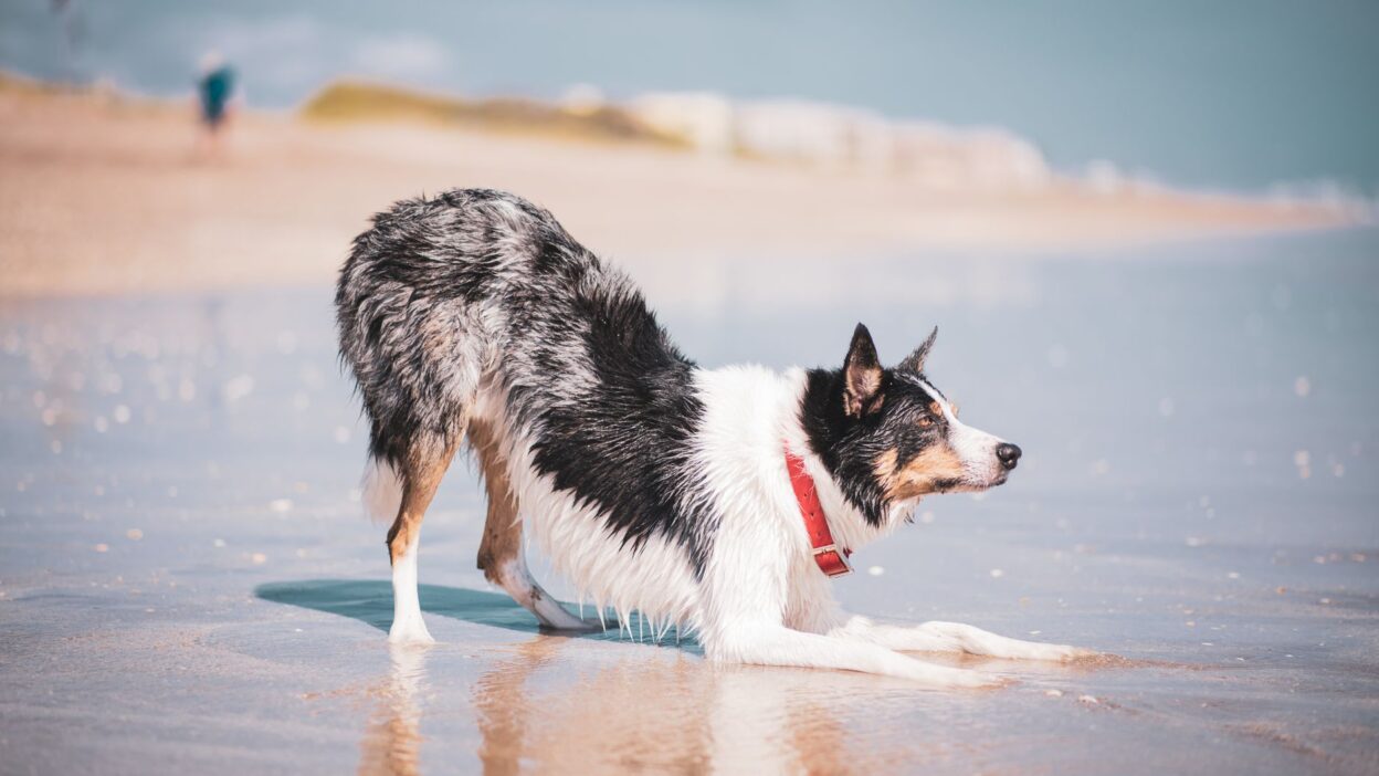 dog limping 7316502