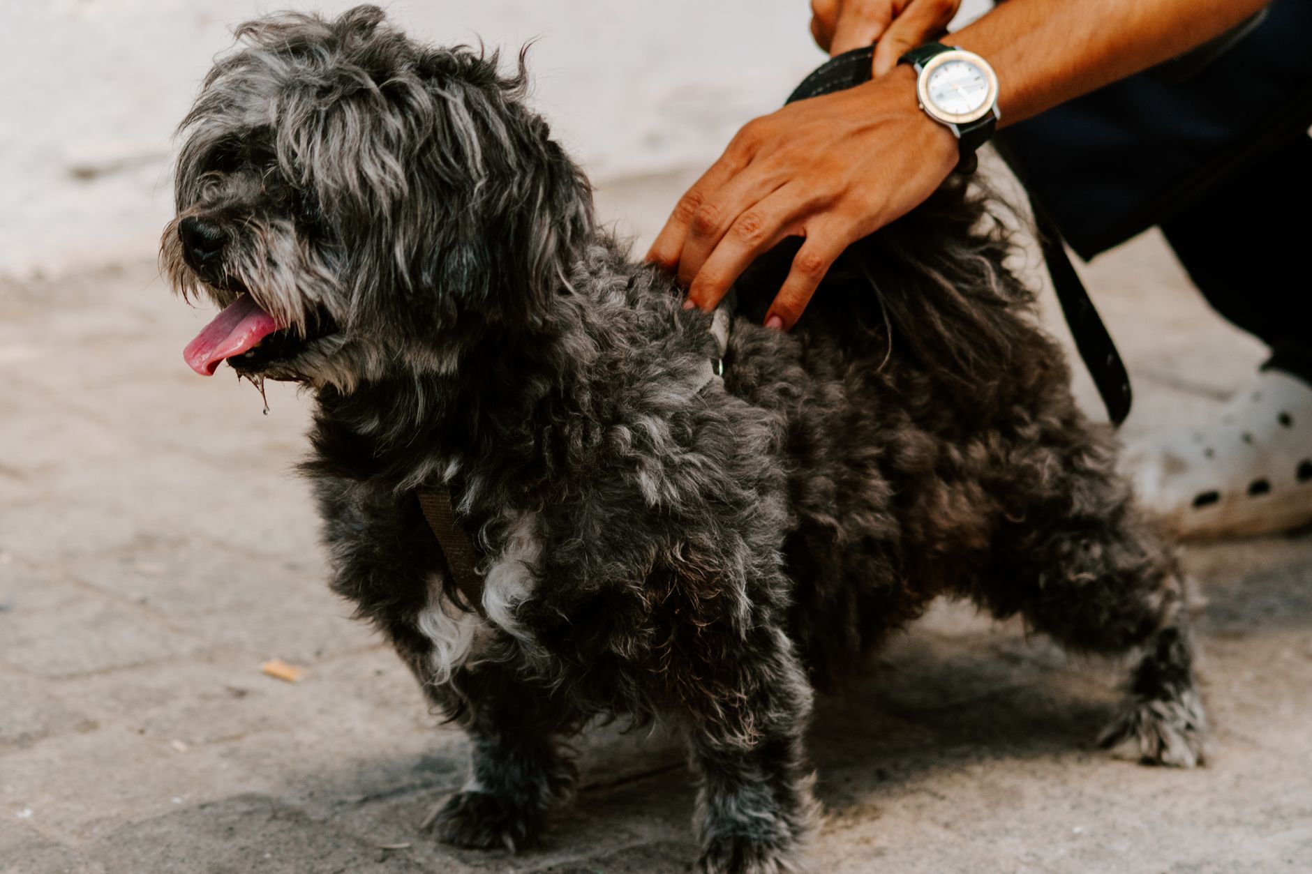 Köpek Tüy Dökmesi Normal mi? Nedenleri ve Çözüm...