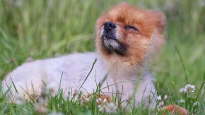 dog shedding 36998302