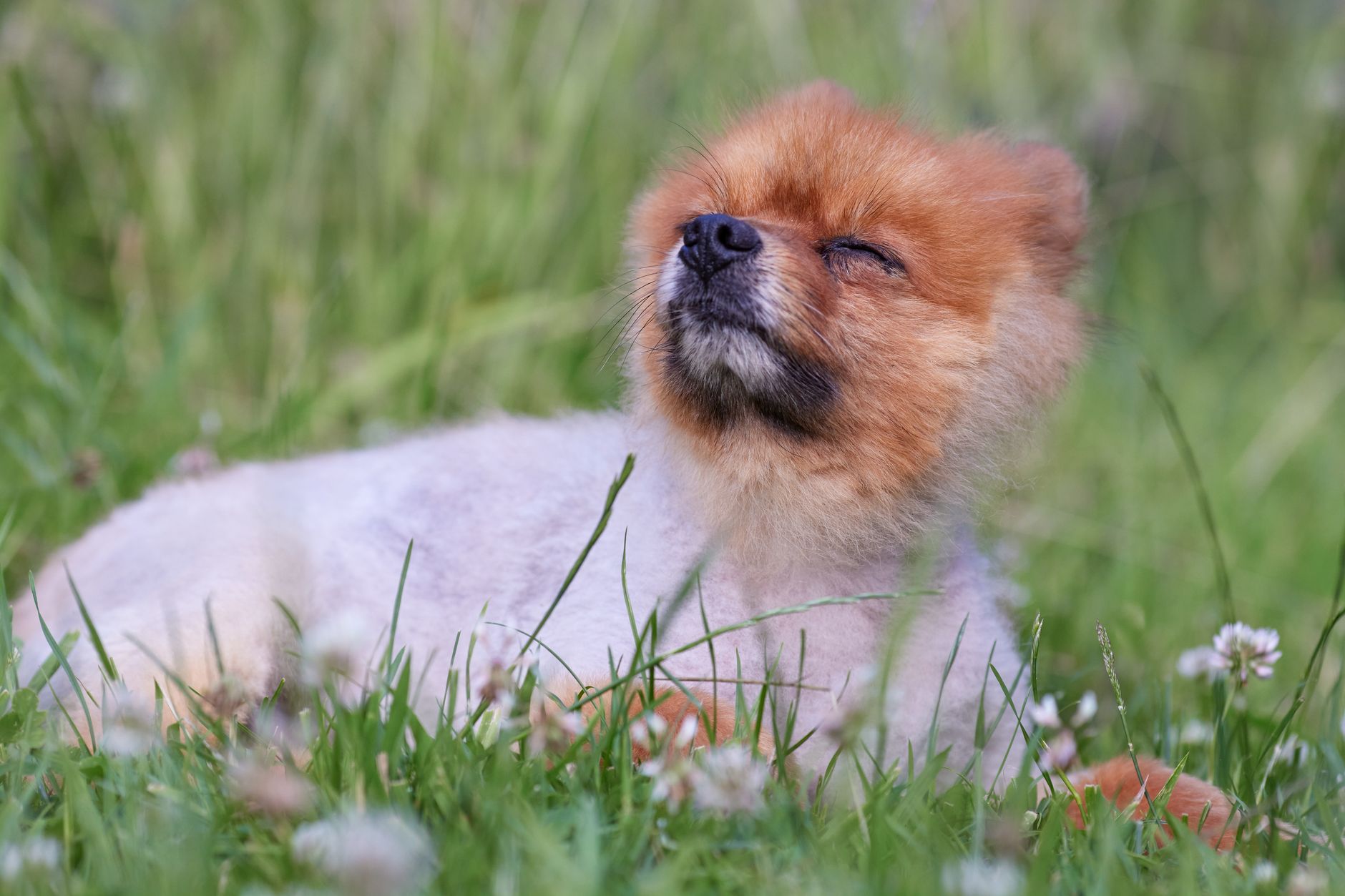 Köpek Tüy Dökmesi Normal mi? Nedenleri ve Çözüm...
