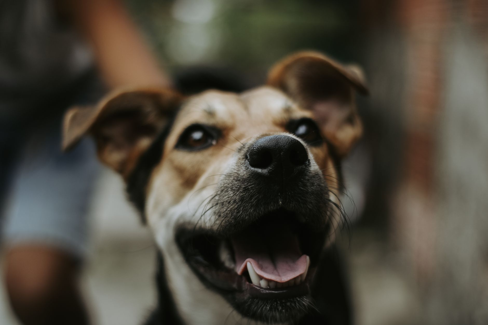 Karma Aşı Nedir ve Neden Önemlidir?