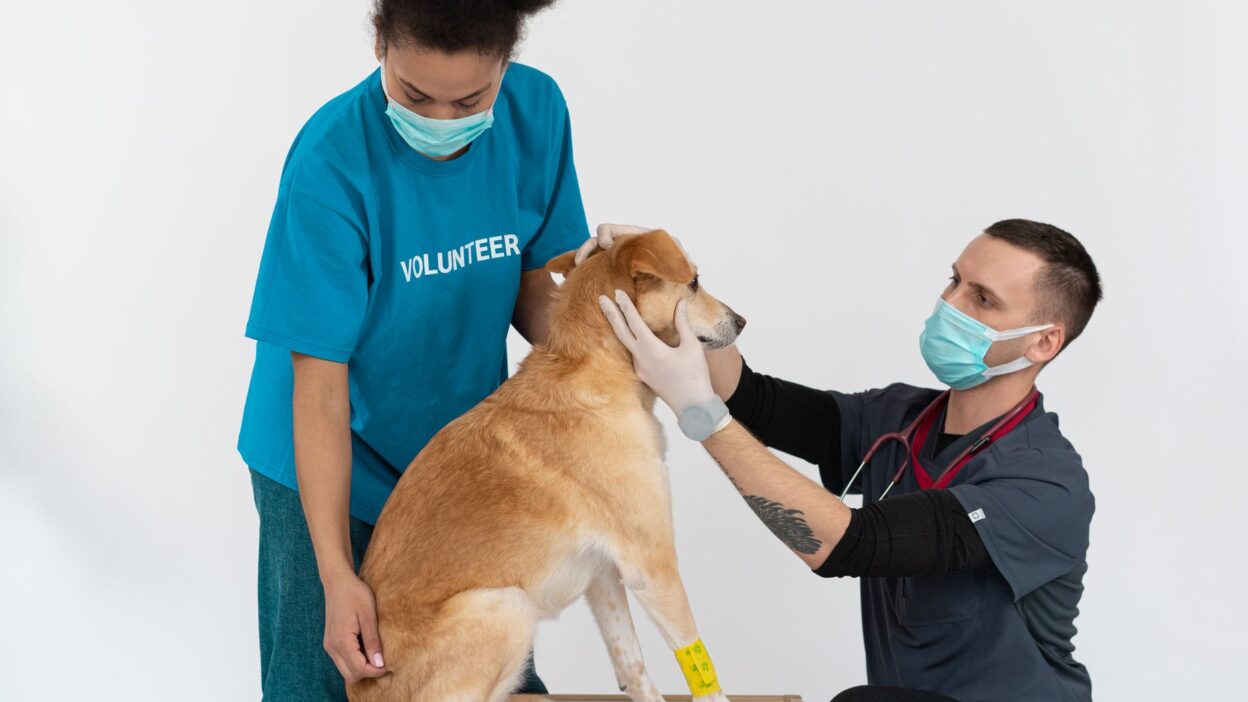 dog vaccination 7474550