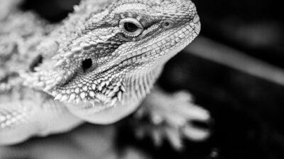 exotic pet 9384362