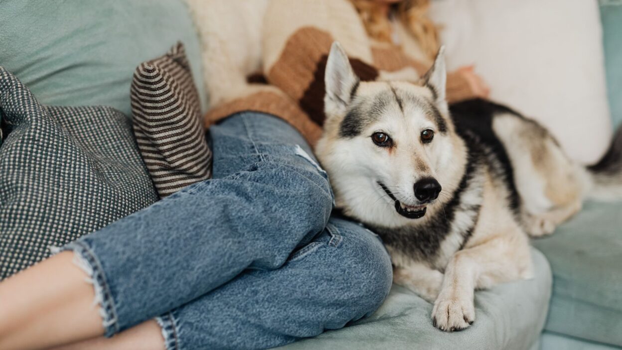 pet allergies 5426875