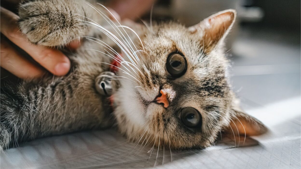 pet insurance 36295495