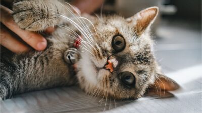 pet insurance 36295495