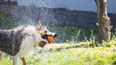 pet water 34998840