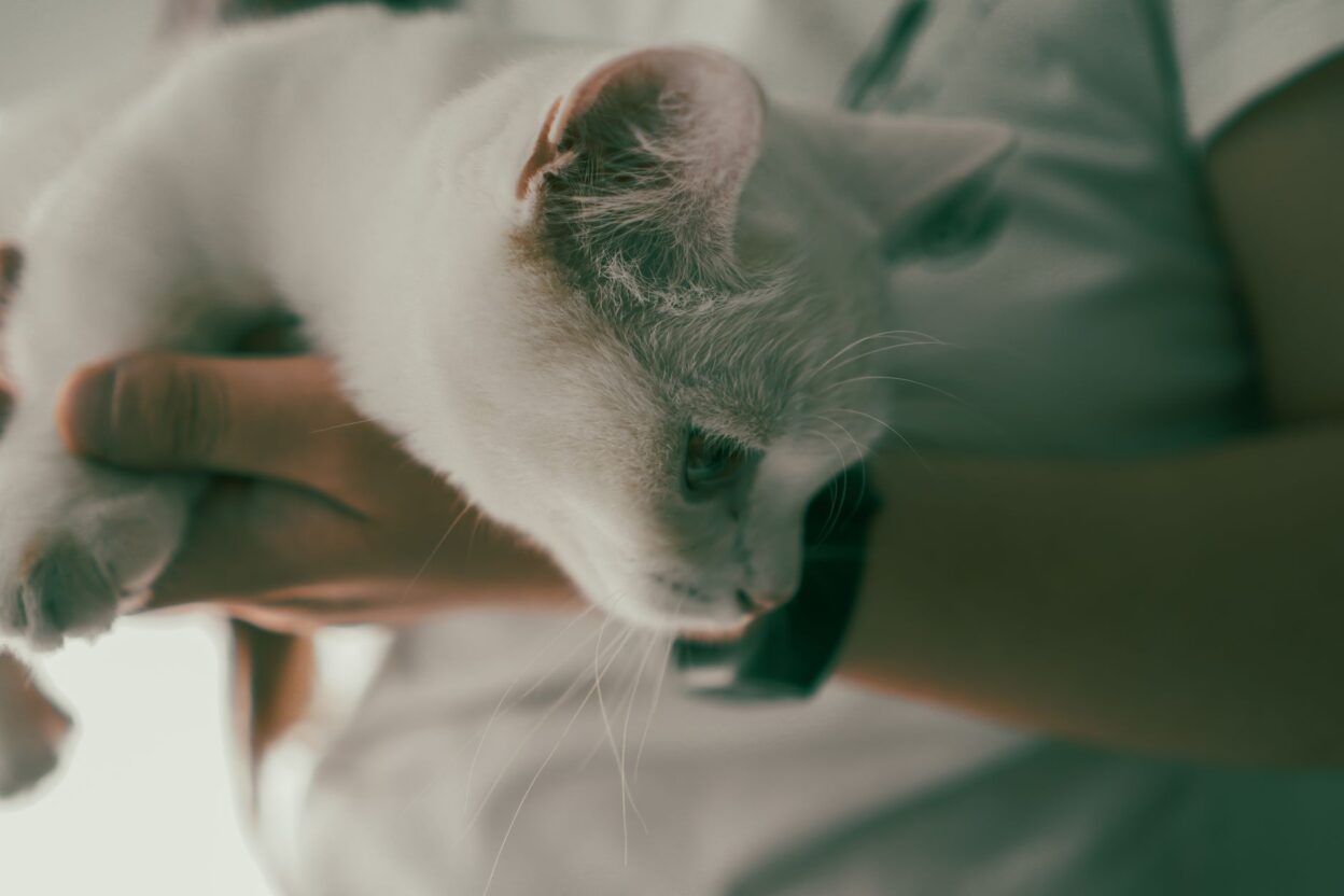 preventive pet care 29292526