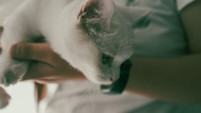 preventive pet care 29292526