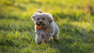 puppy training 29296768