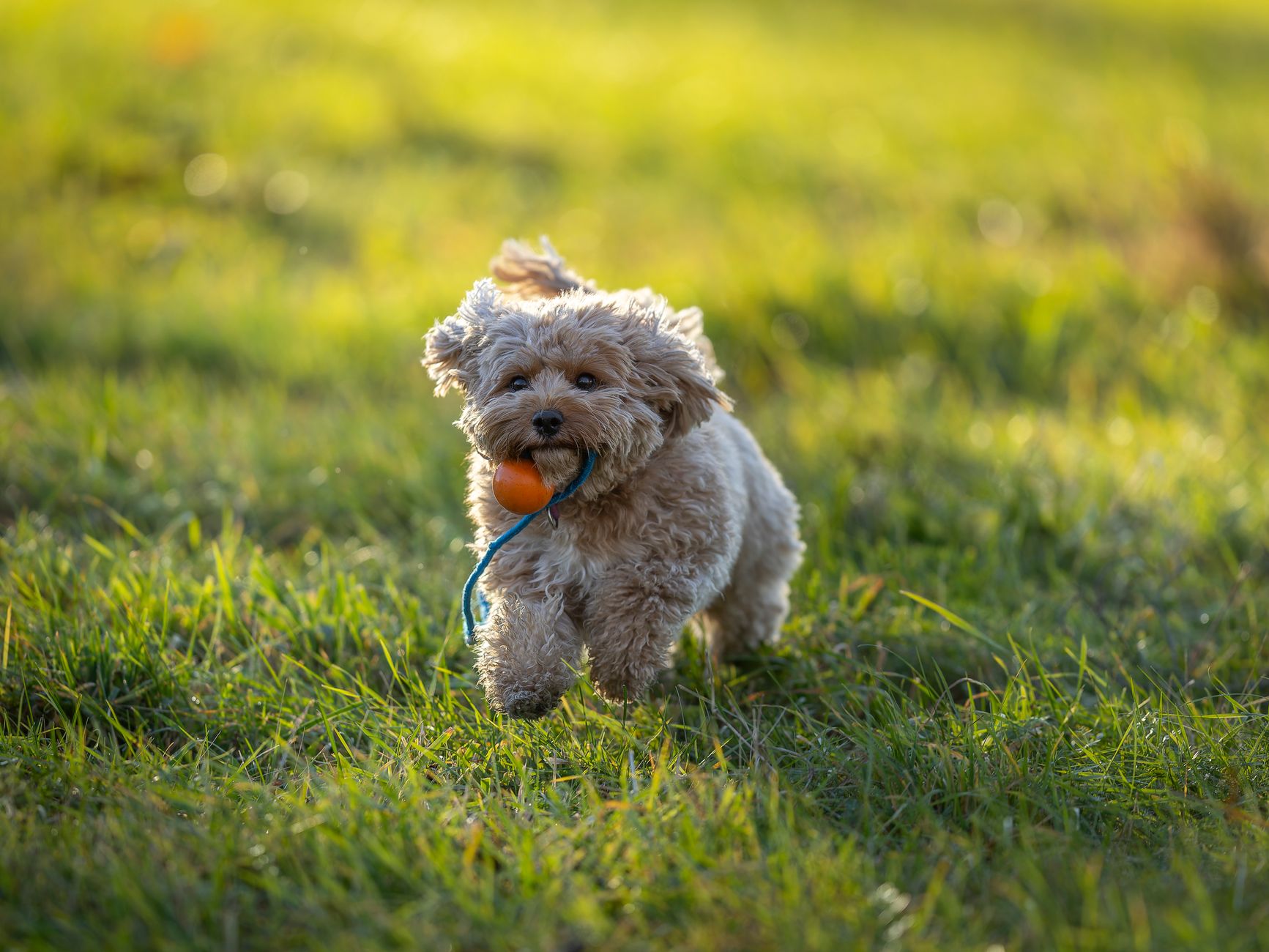 Yavru Köpek Tuvalet Eğitimi Adım Adım