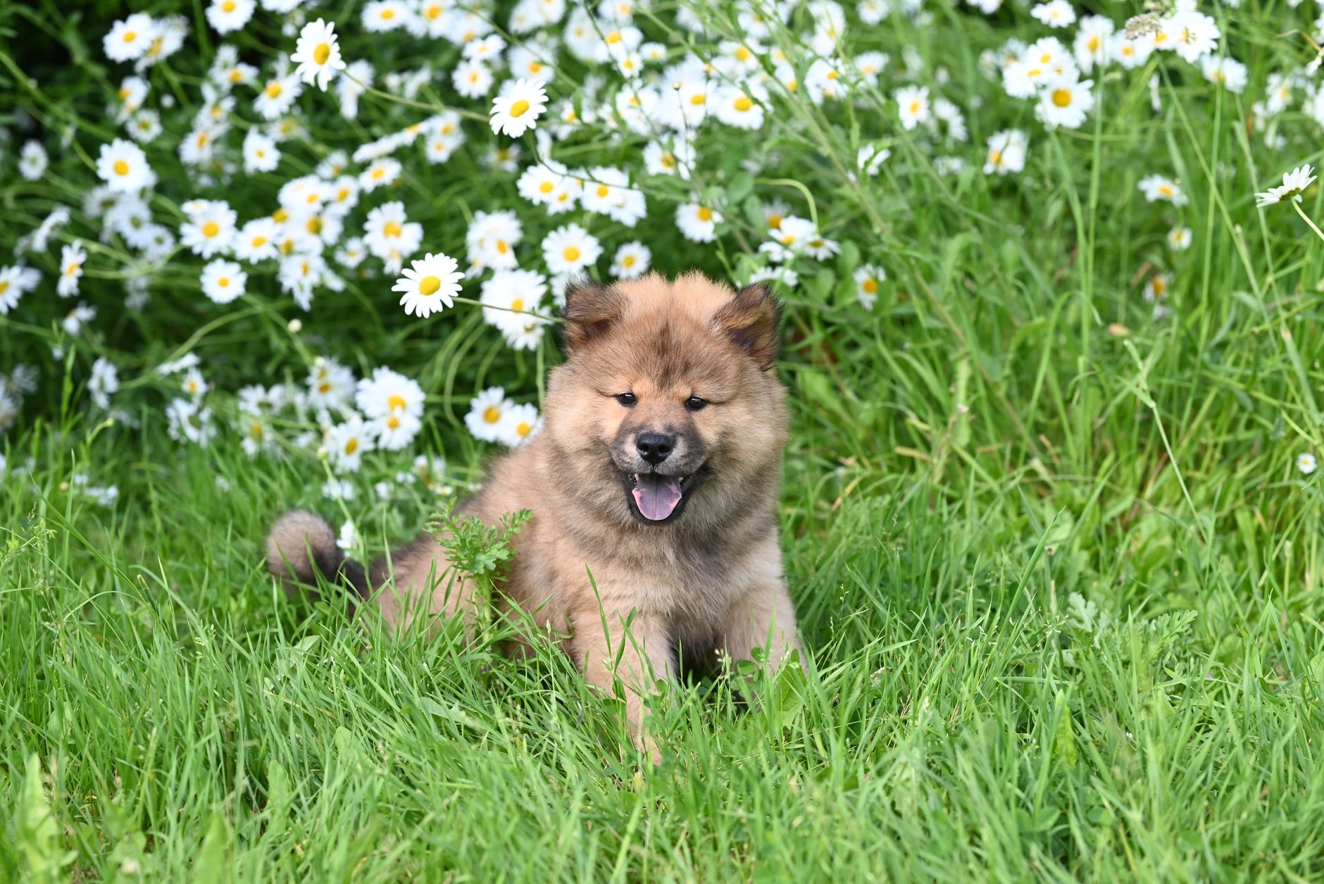 Yavru Köpek Tuvalet Eğitimi Adım Adım