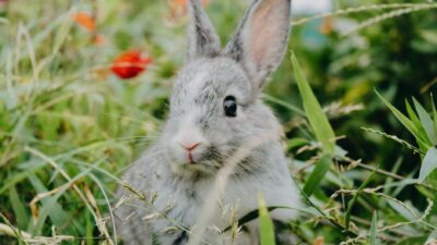 rabbit nutrition 9582939