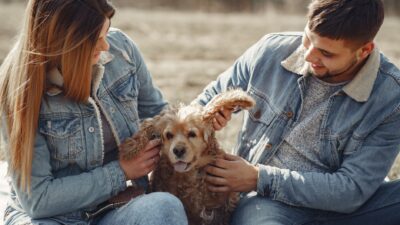 veterinary checkup 4005087