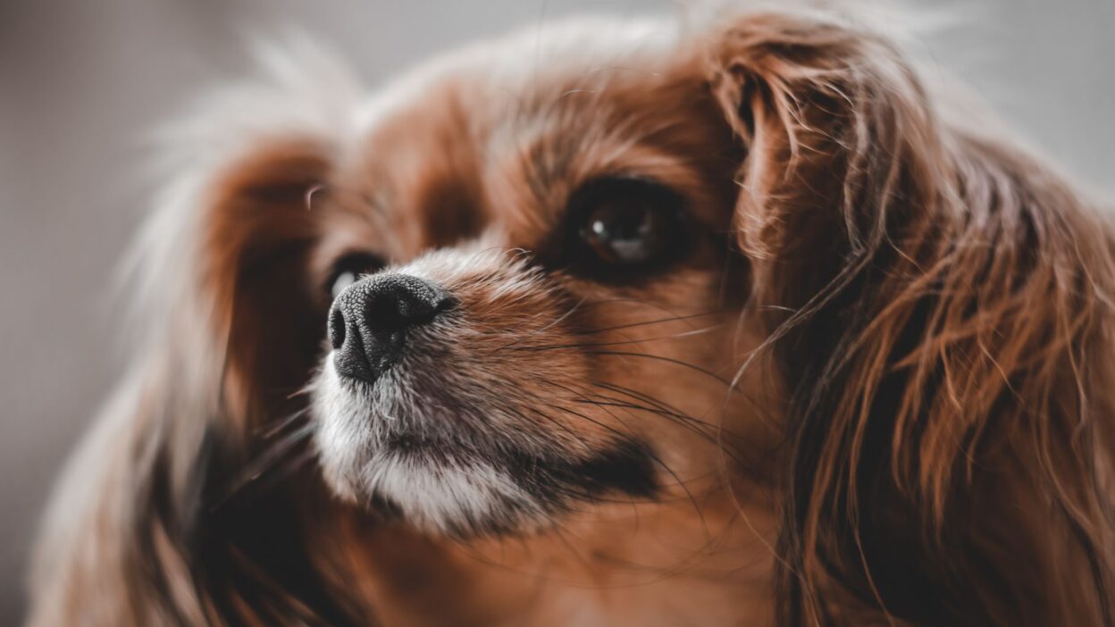 dog ear infection 10780696