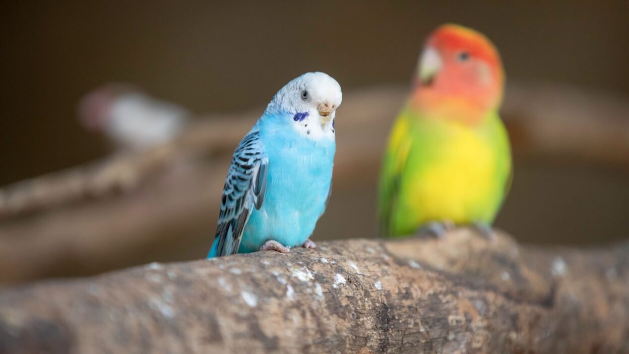 parakeet care pet 37714624