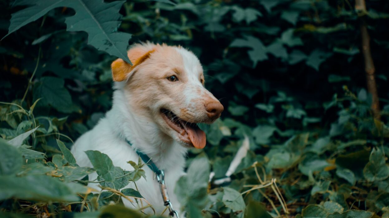 parasite prevention dog 13084430